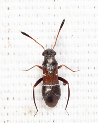 Pilophorus strobicola