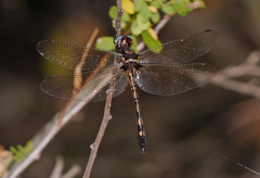 Macrothemis imitans