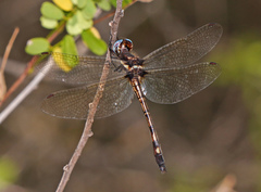 Macrothemis imitans