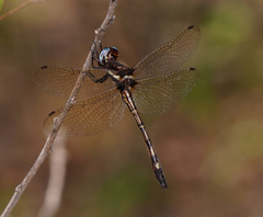 Macrothemis imitans