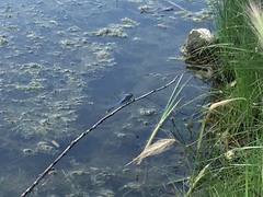 Erythemis simplicicollis