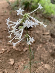 Ipomopsis aggregata candida