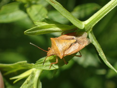 Euschistus ictericus