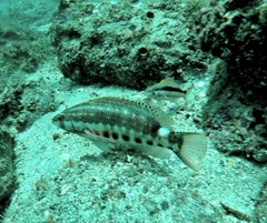 Serranus psittacinus