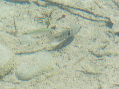 Herichthys carpintis