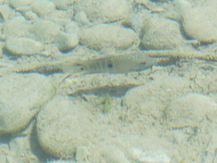 Herichthys carpintis