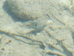 Herichthys carpintis