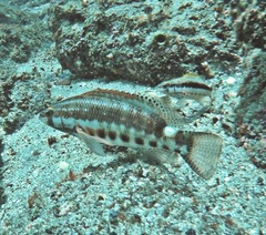 Serranus psittacinus
