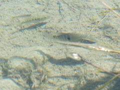 Herichthys carpintis