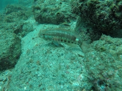 Serranus psittacinus