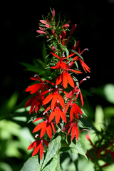 Lobelia cardinalis
