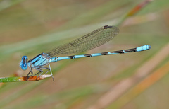Argia leonorae