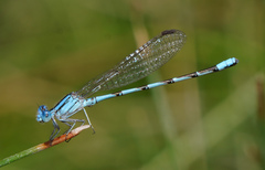 Argia leonorae