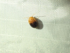 Prionocyphon discoideus