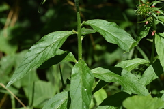 Lobelia cardinalis