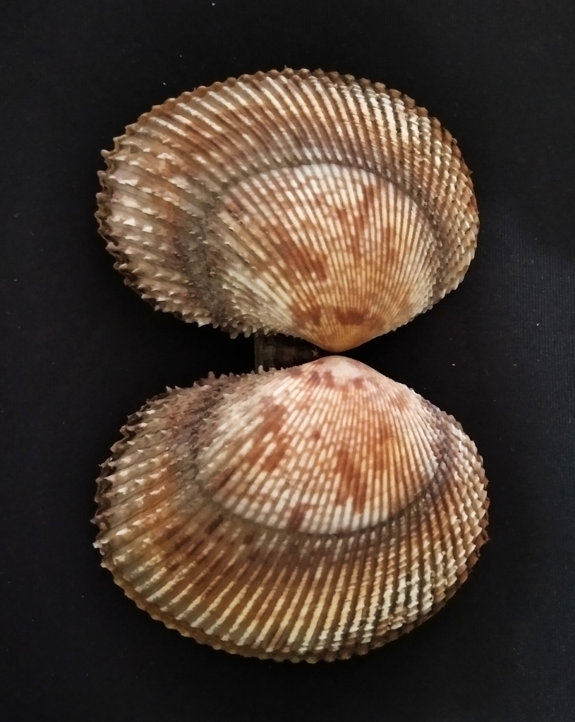 Panama paper cockle