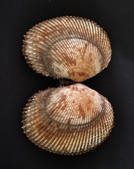 Papyridea aspersa