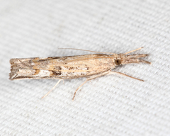 Neodactria caliginosellus