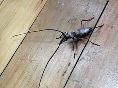 Calocerambyx hauseri