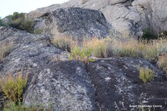 Lavandula pedunculata