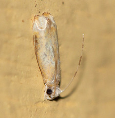Ancylis platanana