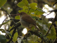 Catharus aurantiirostris
