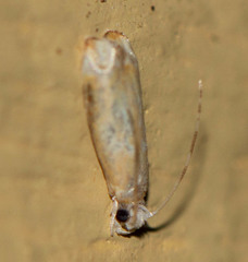 Ancylis platanana
