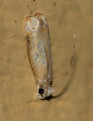 Ancylis platanana