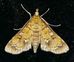 Niphograpta albiguttalis