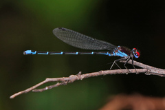 Argia cuprea