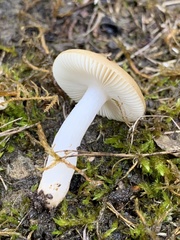 Russula versicolor