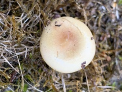 Russula versicolor