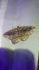 Philereme transversata