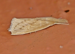 Diatraea