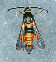Synanthedon sapygaeformis