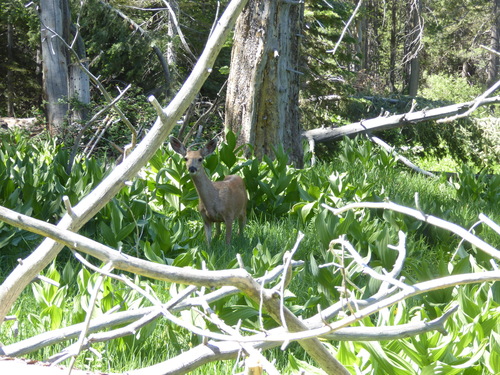 iNaturalist observation photo of Mule Deer