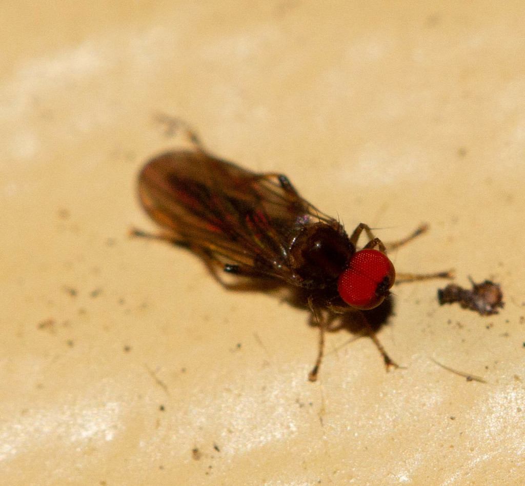 Syneches debilis