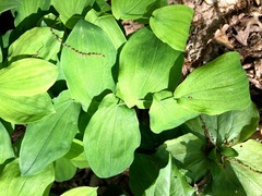 Uvularia grandiflora