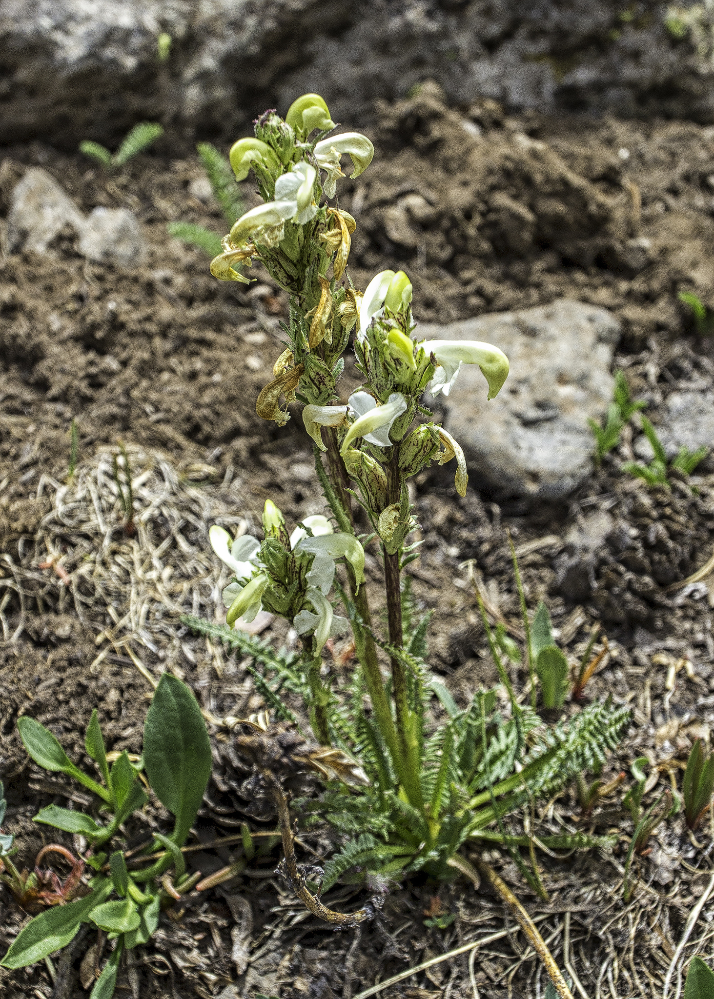 Pedicularis parryi ssp. parryi