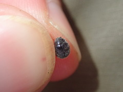 Rhyzobius forestieri