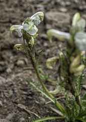 Pedicularis parryi