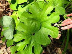 Sanguinaria canadensis