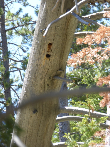 iNaturalist observation photo of White-headed Woodpecker