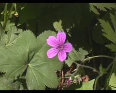 Geranium psilostemon