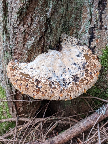 oak bracket (Pseudoinonotus dryadeus)