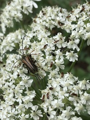 Lepturobosca nigrolineata