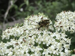 Lepturobosca nigrolineata