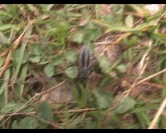 Dorcadion striolatum