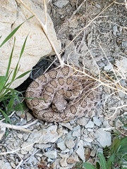 Crotalus oreganus concolor