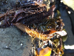 Cumagloia andersonii